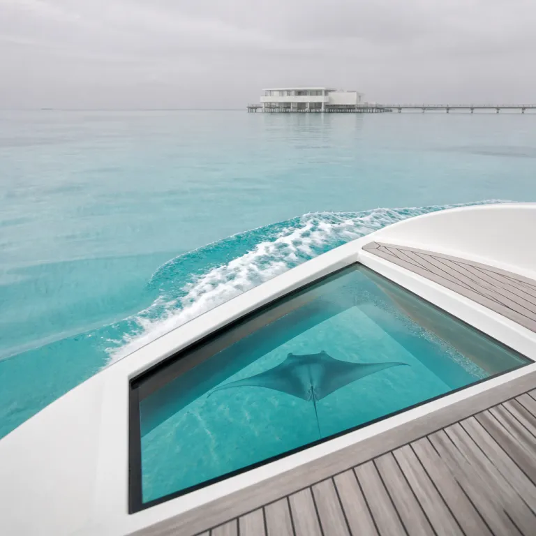 Maldives animals and luxury stays: an elegant guide to marine life and high‑end hotels